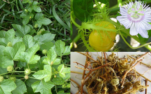 Loại cây gì trị mất ngủ 